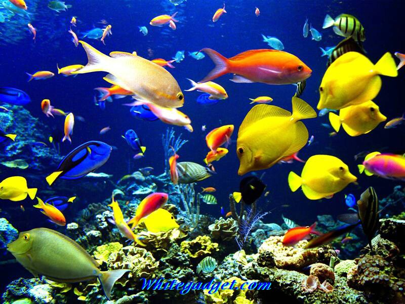 111488d1340874880 Water Fish Wallpaper Pictures Jpg