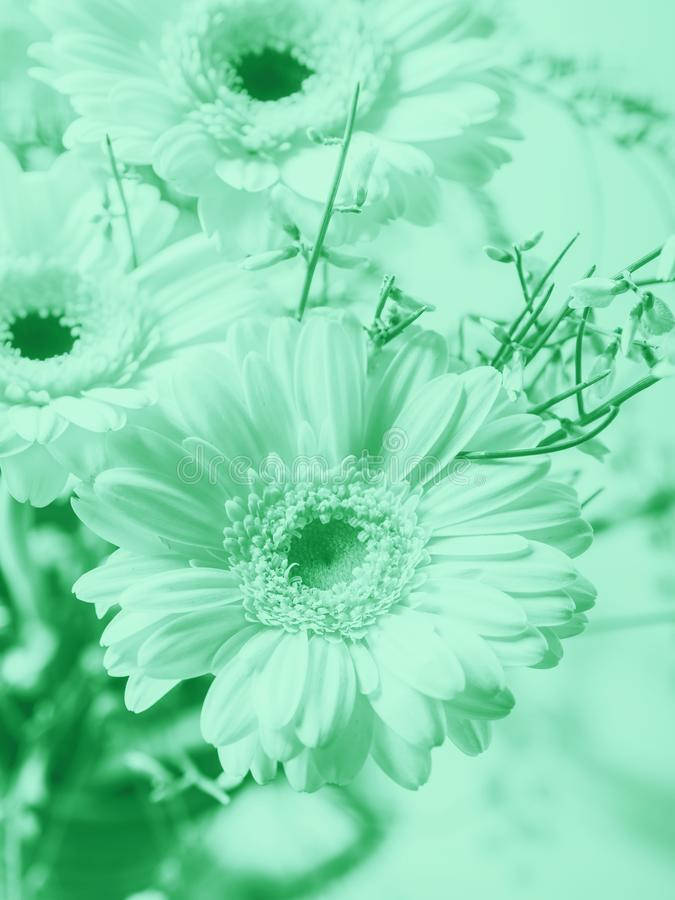Mint Green Aesthetic Wallpaper
