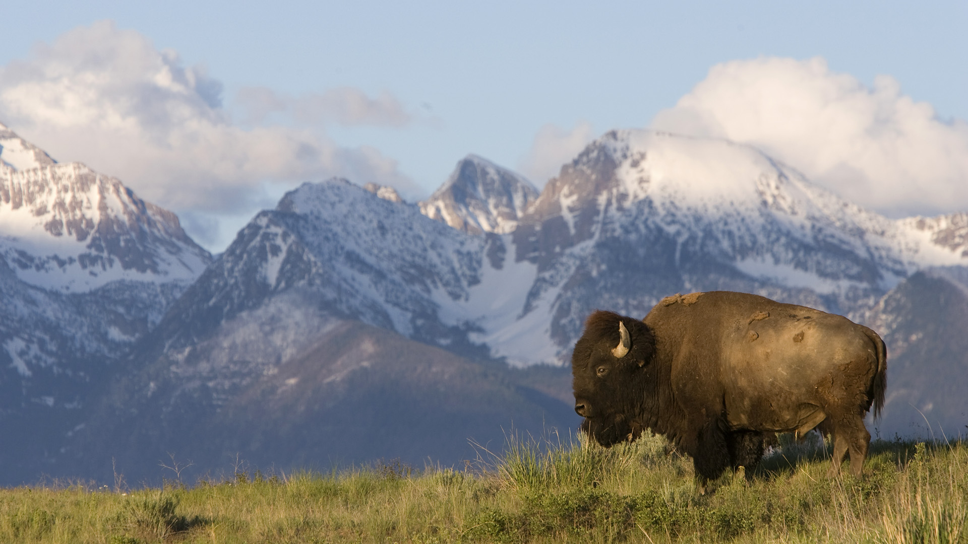 July By Stephen Ments Off On American Bison HD Wallpaper