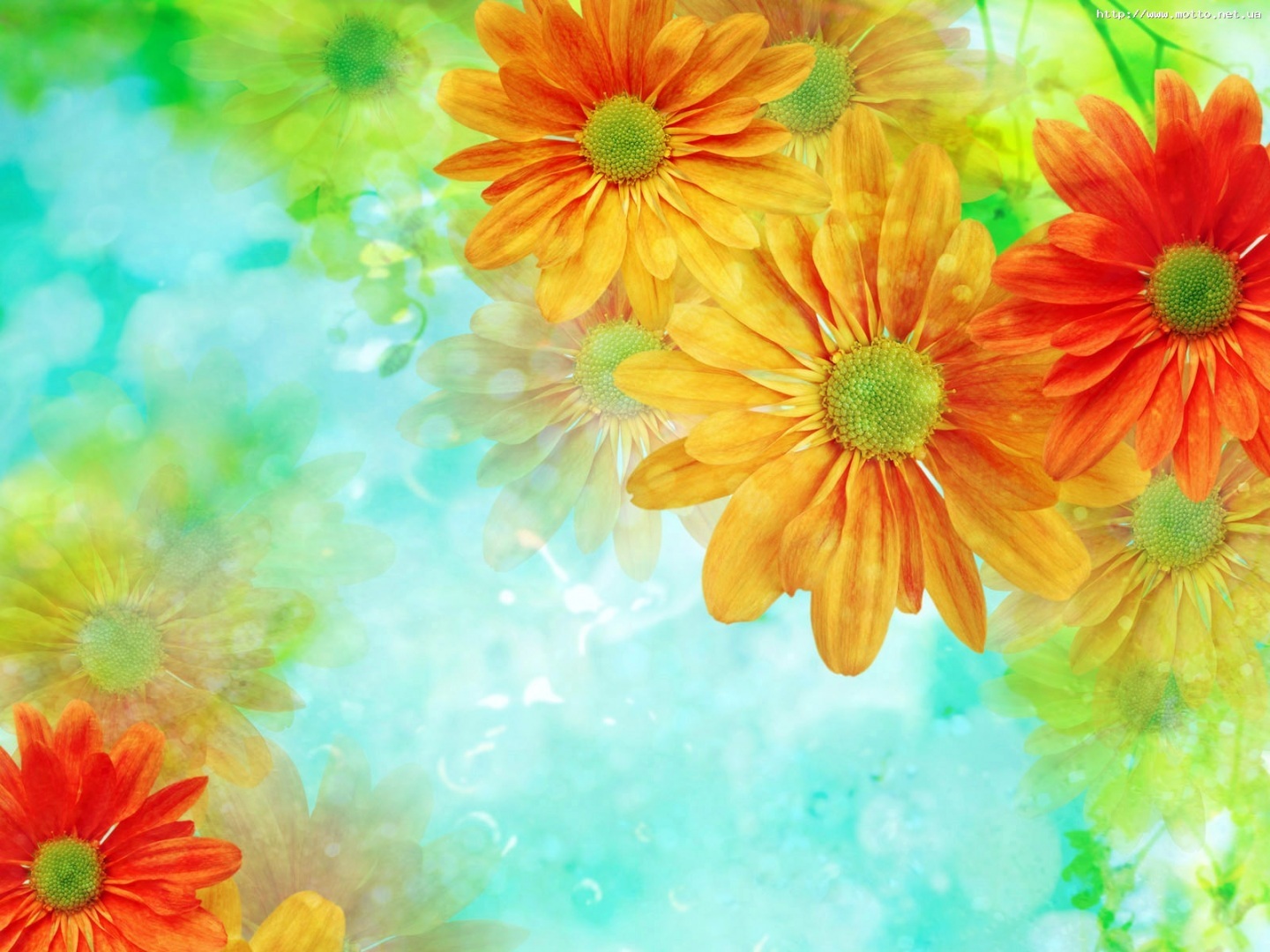 Multi Color Flower HD Wallpaper Mobile