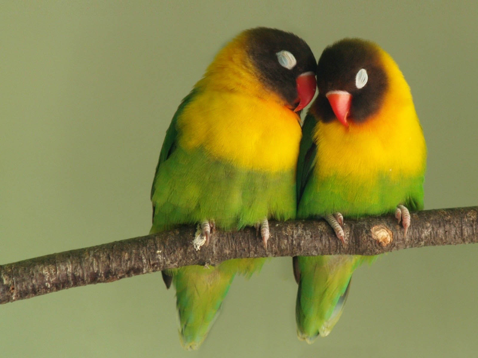 Tag Love Birds Wallpaper Background Photos Image And Pictures