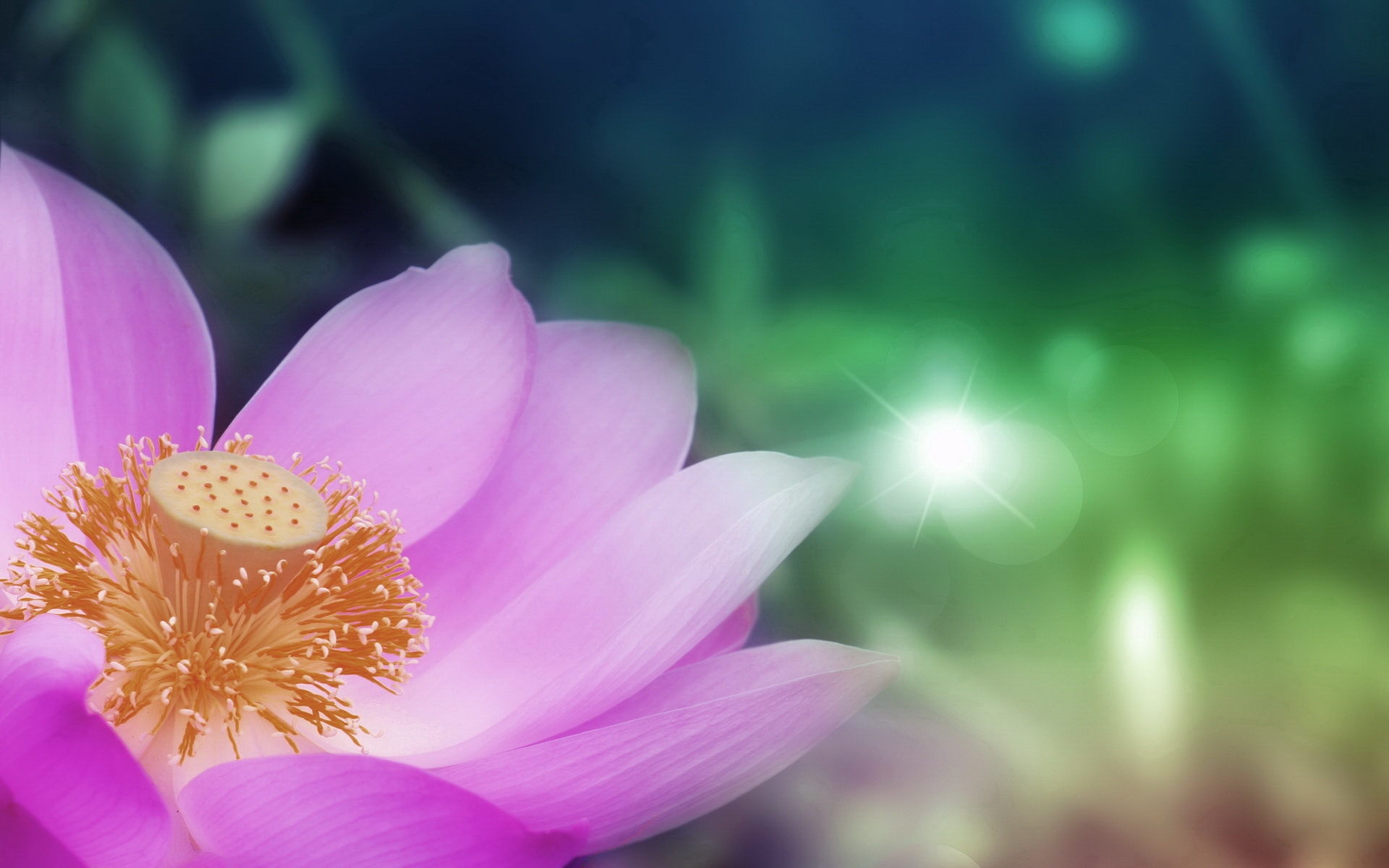 Lotus Picture Wallpaper
