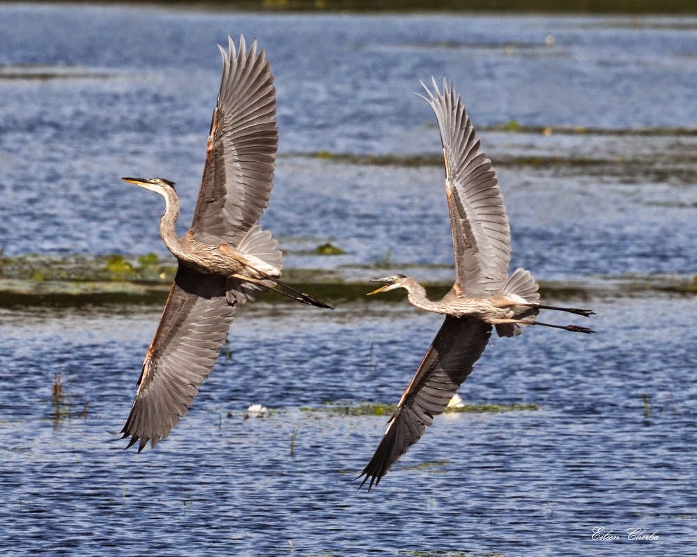 Great Blue Heron Wallpaper - WallpaperSafari