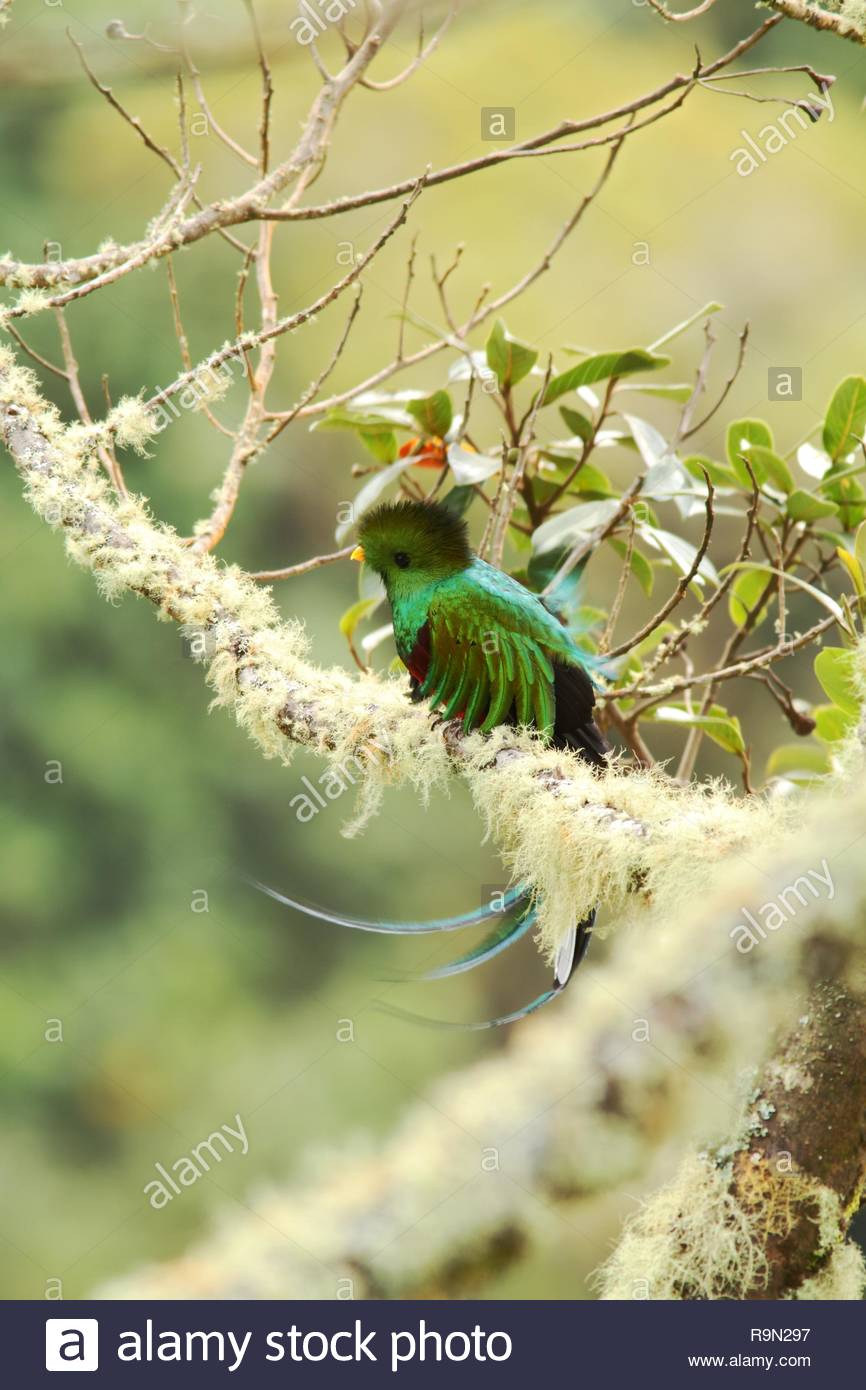 Resplendent Quetzal Pharomachrus Mocinno Savegre In Costa Rica