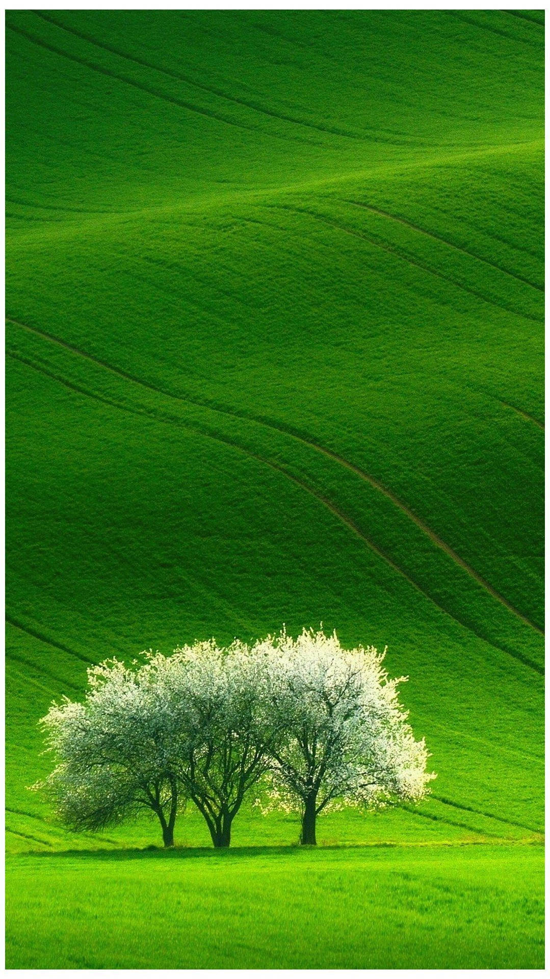 Nature Phone Wallpaper