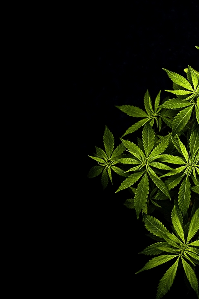 Wallpaper Nature Drugs Marijuana Plants