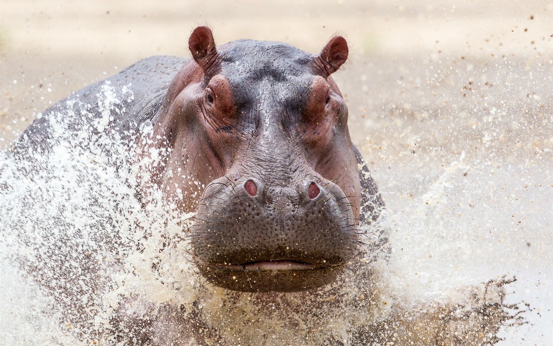 Hippopotamus Wallpaper