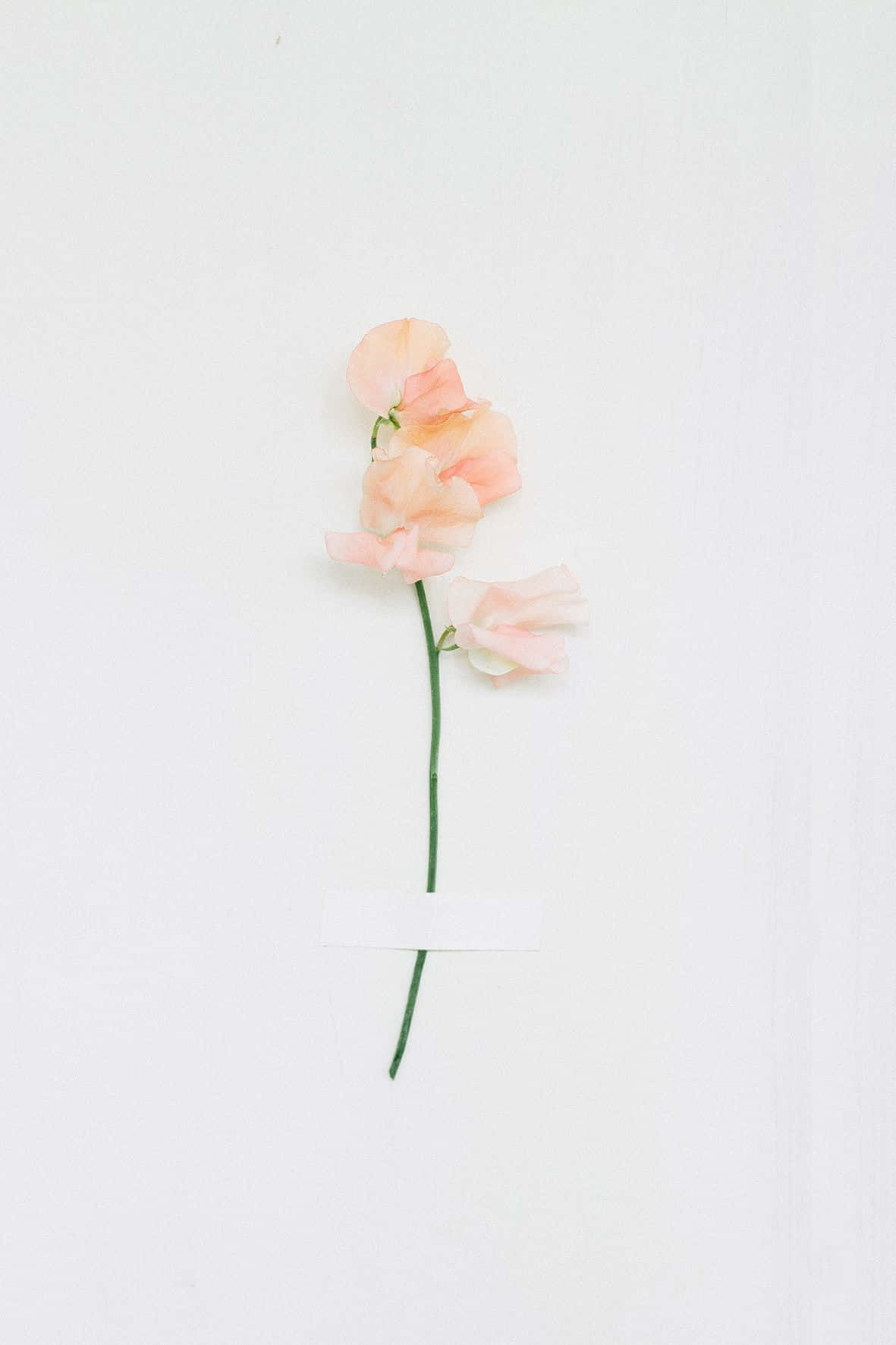 Minimalist Flower Wallpaper