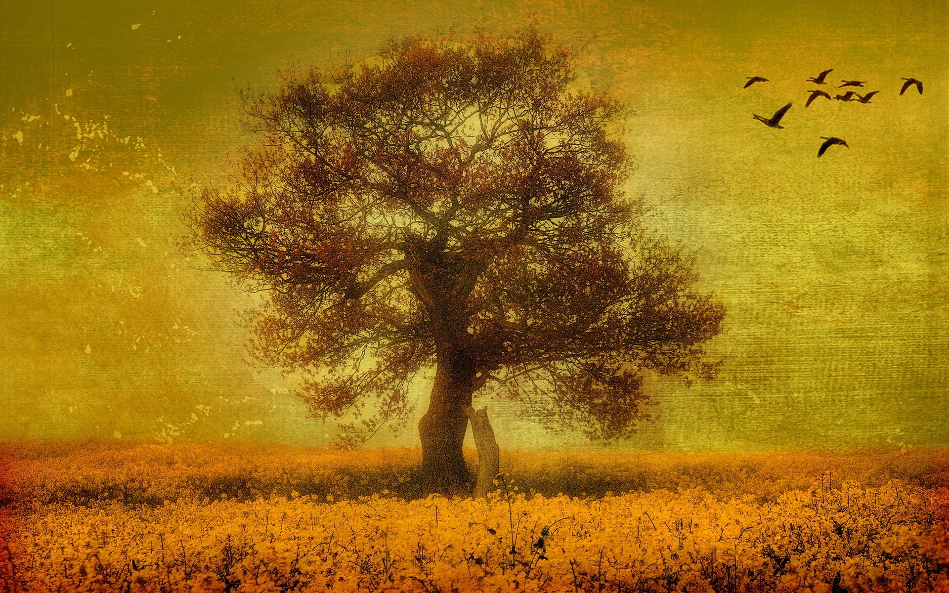 File Name High Definition Wallpaper Of Tree Picture Yellow Field