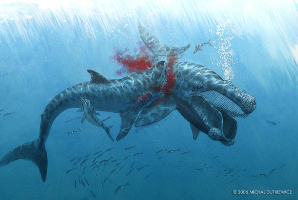 Megalodon Shark Fight Wallpaper Royalwallpaper Biz
