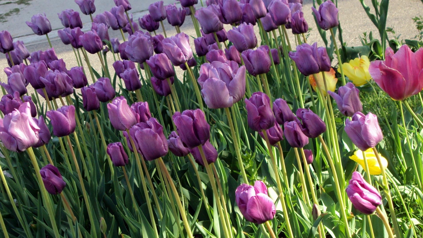 Wallpaper Purple Tulips X Kb Jpeg HD