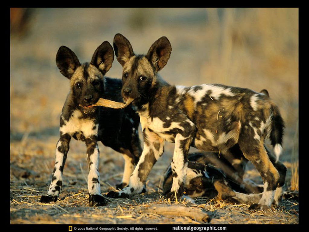 Dog African Wild Wallpaper HD Photo