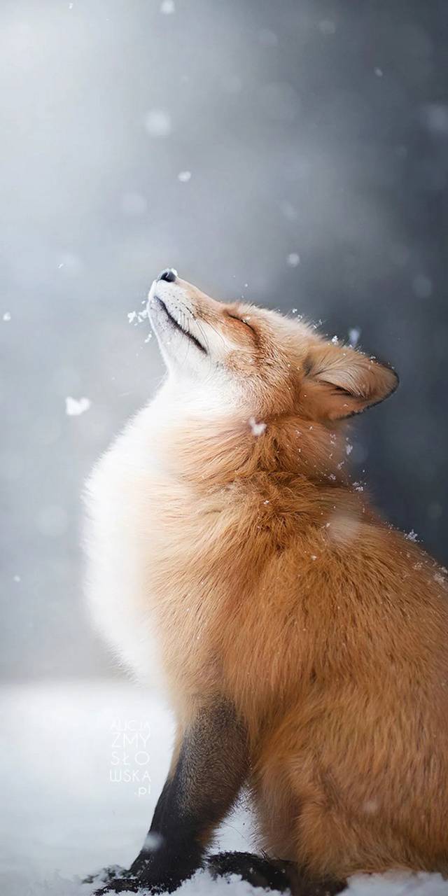 Cute Red Fox Wallpaper On