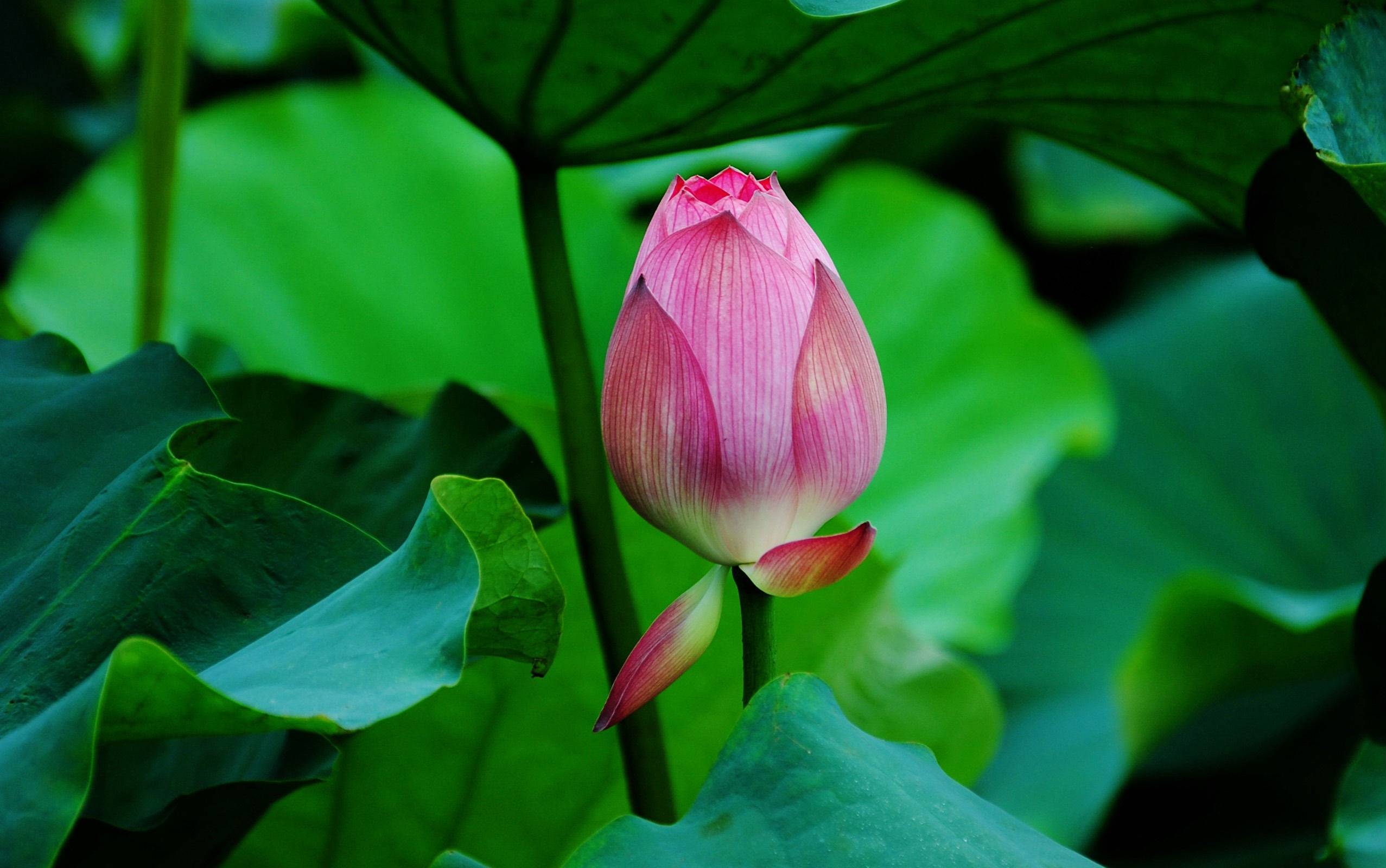 Lotus Wallpaper