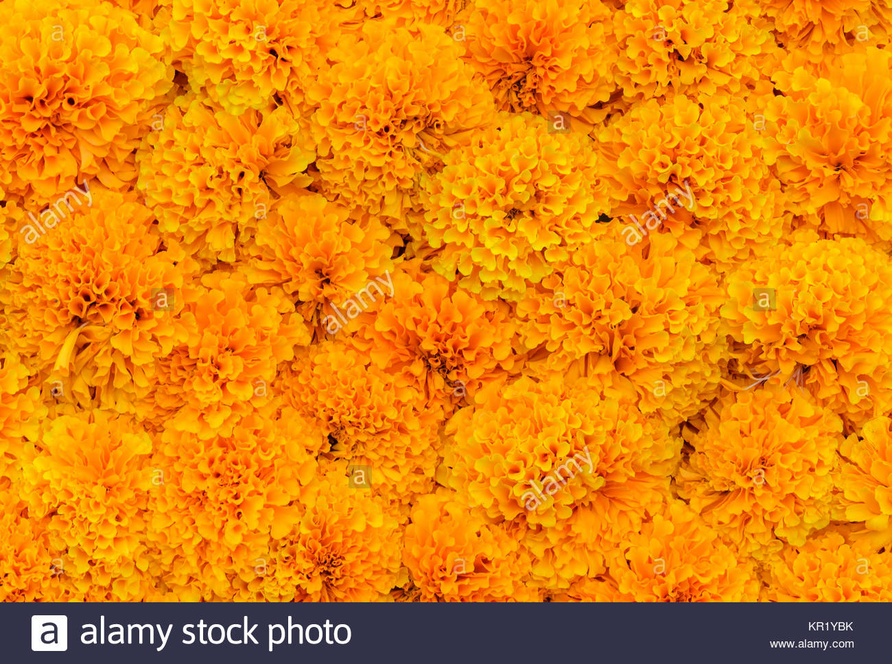 Marigold Flower Background Stock Photos