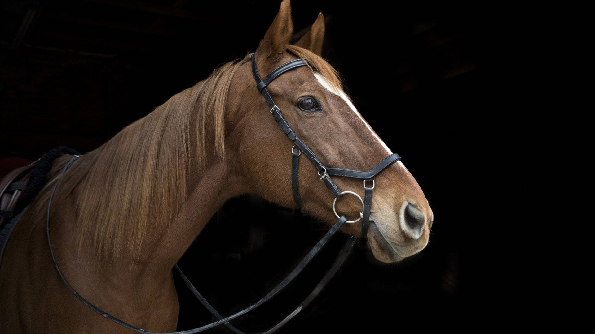 Top Horse Face Wallpaper Full HD 4k To Use