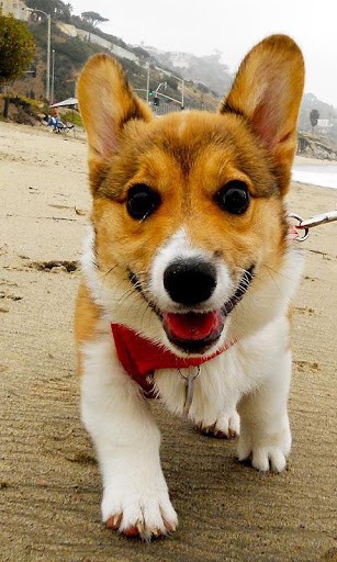 Corgis Wallpaper And Background Application With Beautiful High