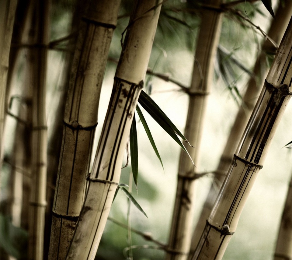  free high quality bamboo tree Tablet wallpapers for all Samsung Galaxy