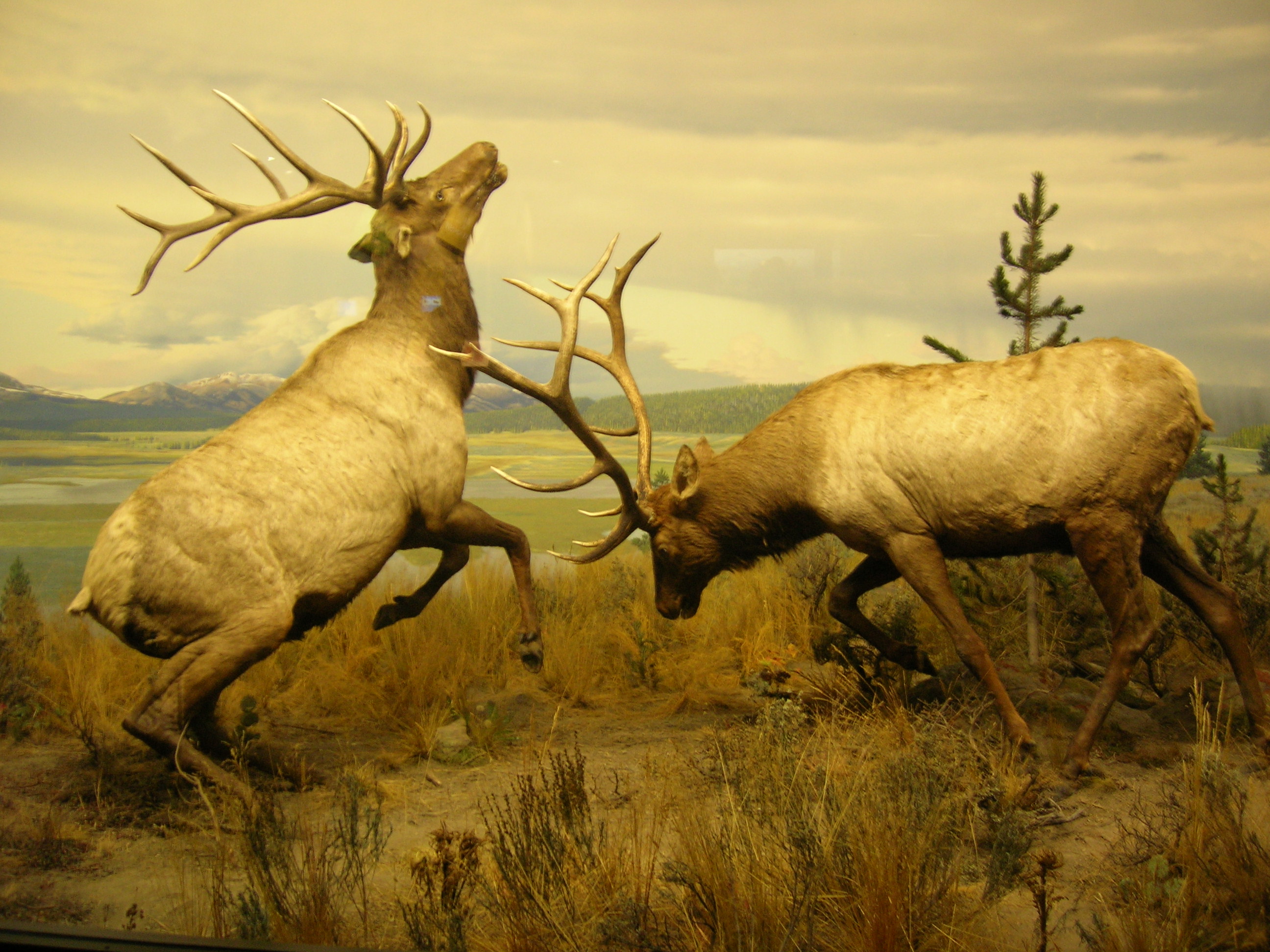 Elk Wallpaper Fighting By Amarettobella