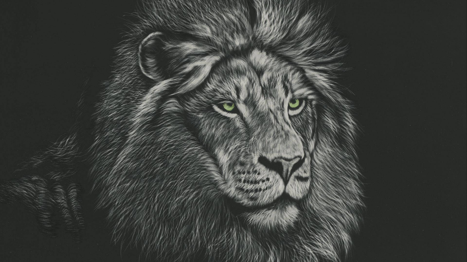 Top Lion Head Wallpaper Full HD 4k To Use