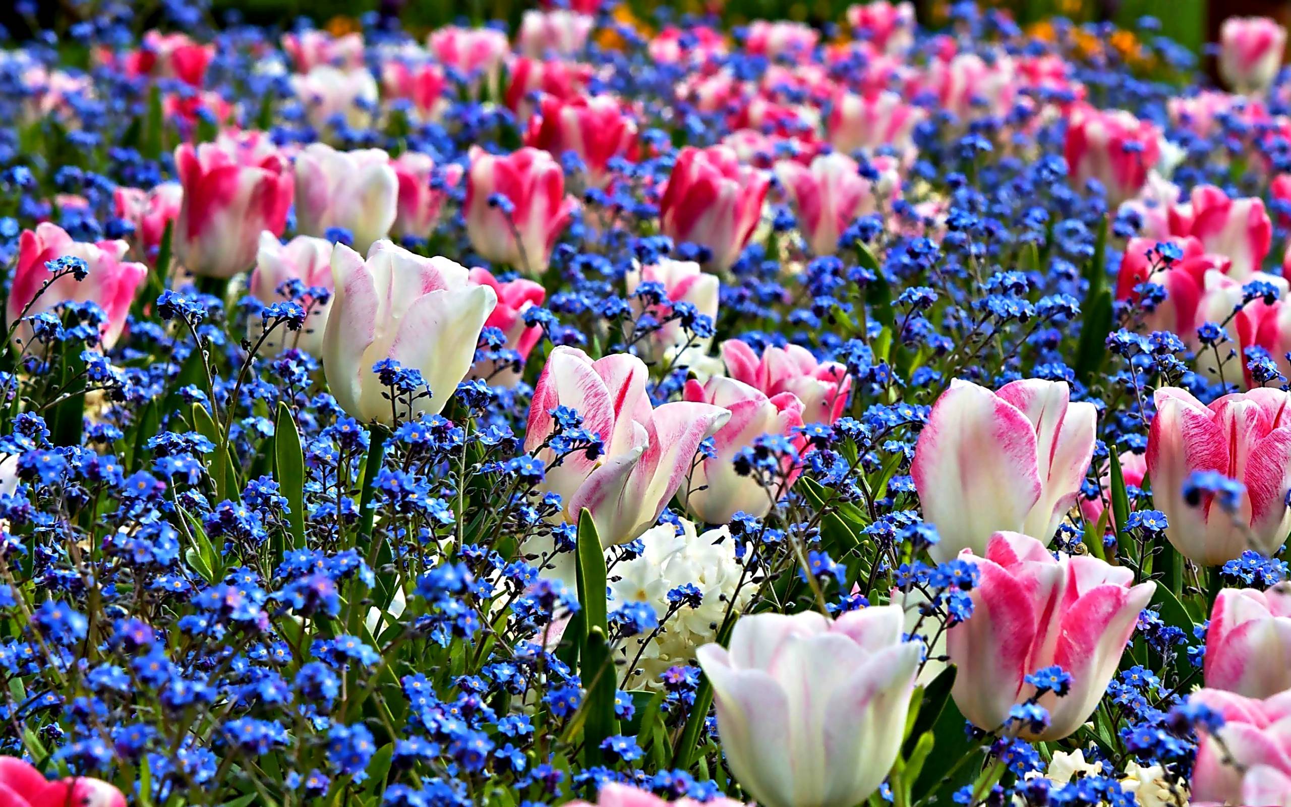Spring Flowers Desktop Wallpaper At Wallpaperbro