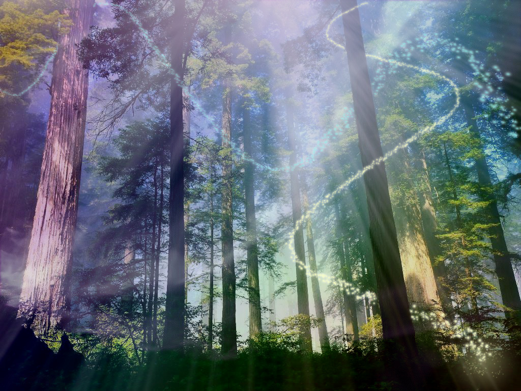 Magical forest wallpaper   SF Wallpaper
