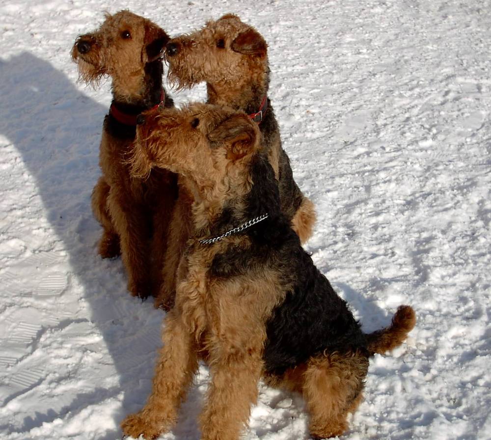 Three Anxious Airedale Terriers In The Snow