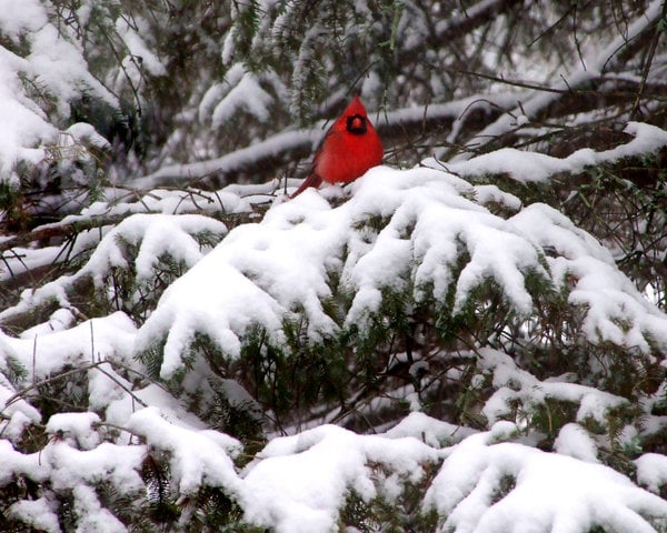Cardinal Snow Wallpaper Cardinal Snow Papel de parede Cardinal