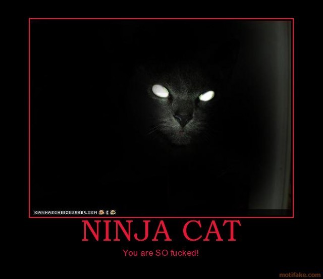 Cats Are Ninjas
