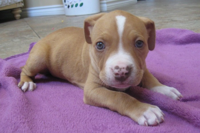 My New Baby Pitbull Puppy By Brooklynseymour
