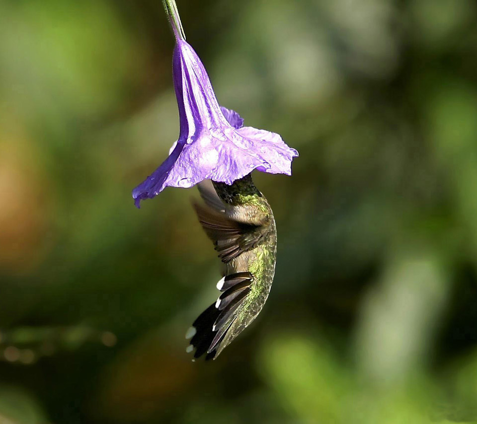 for flower lovers Flowers and humming birds desktop wallpapers
