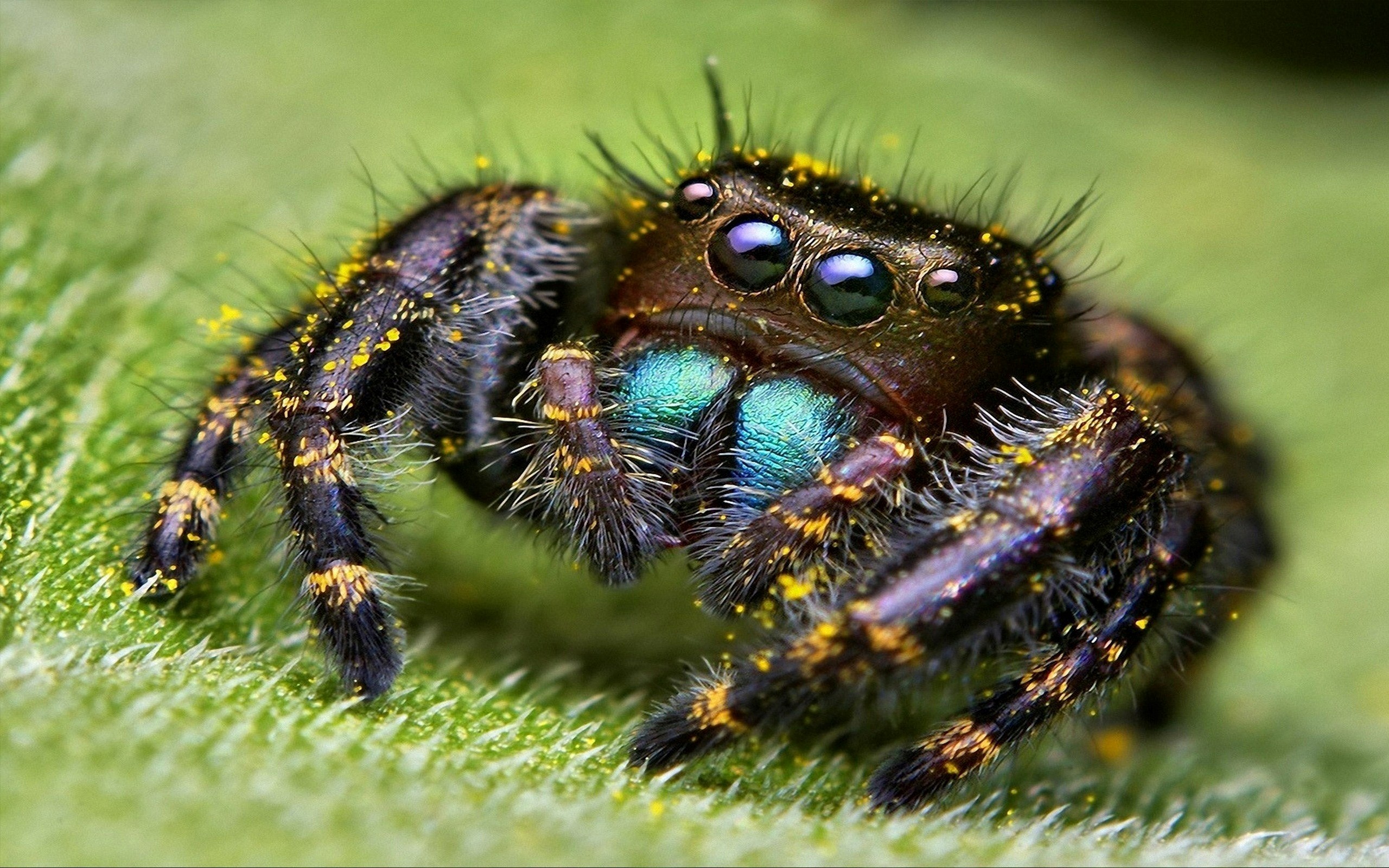 Cute Spider On Grass Wallpaper HD