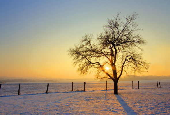 Wallpaper Tree Winter Sun Snow Fence Desktop Nature