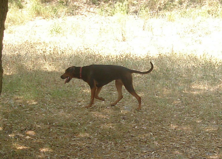 Hunting Serbian Hound Dog Photo And Wallpaper Beautiful