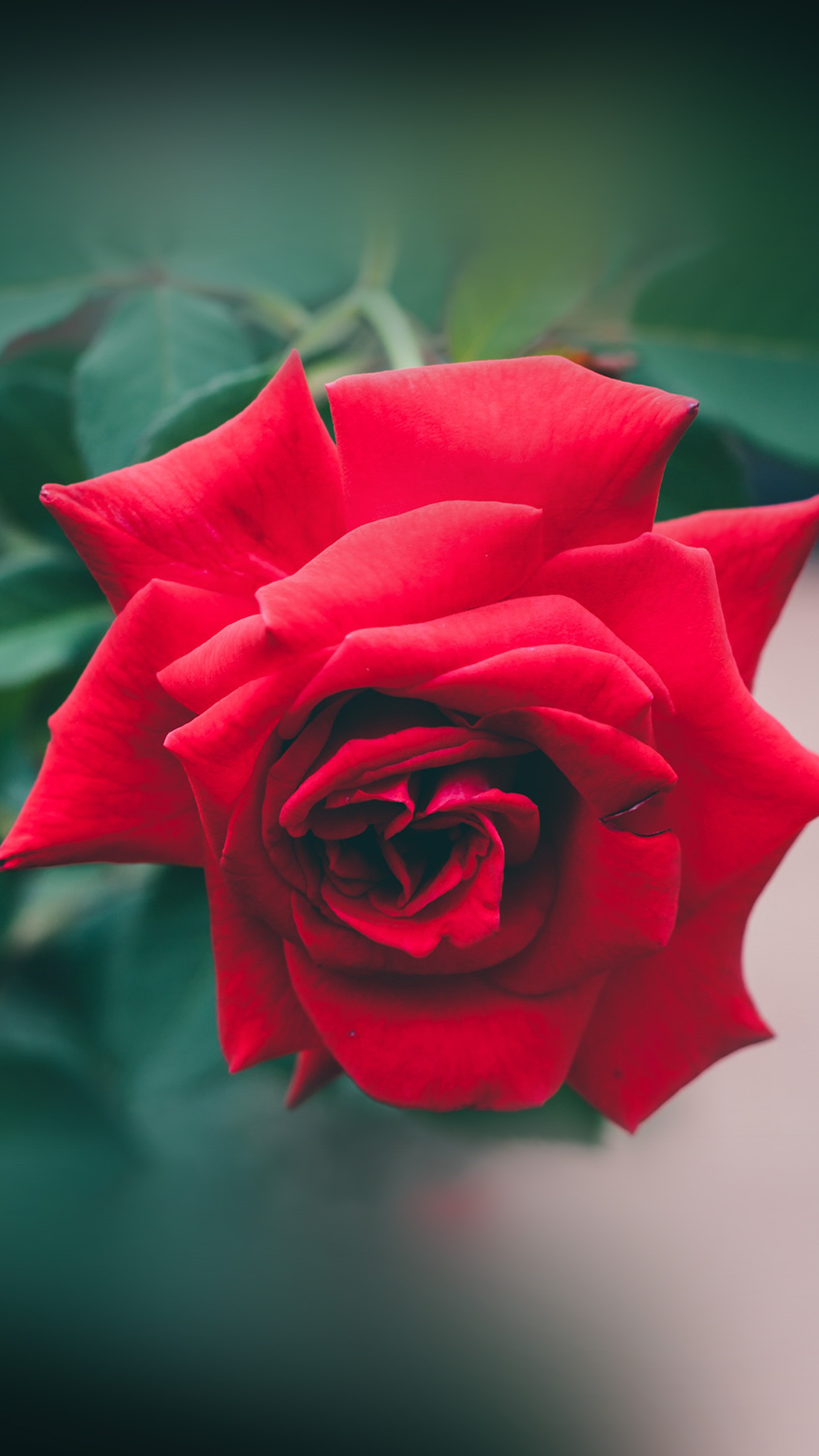 Red Rose Nature Flower Wood Love Valentine Android Wallpaper