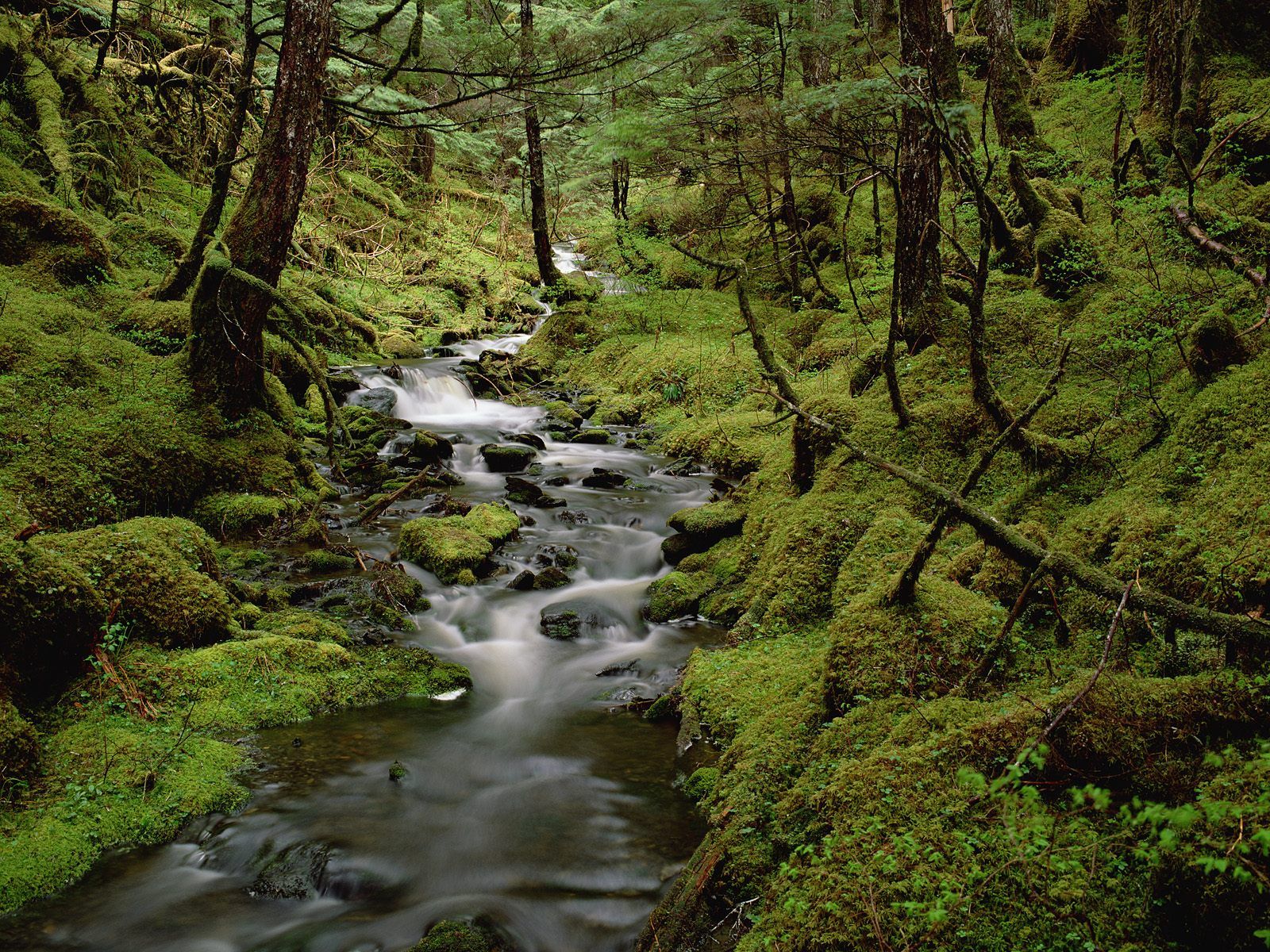 Rainforest HD Wallpaper