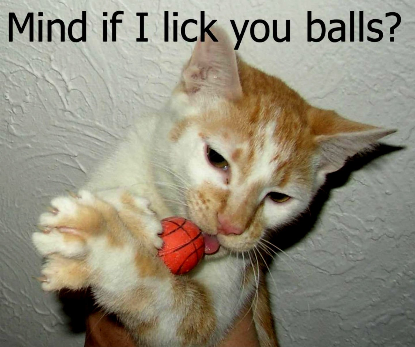 Funny Cat Meme Wallpaper HD Picture Image