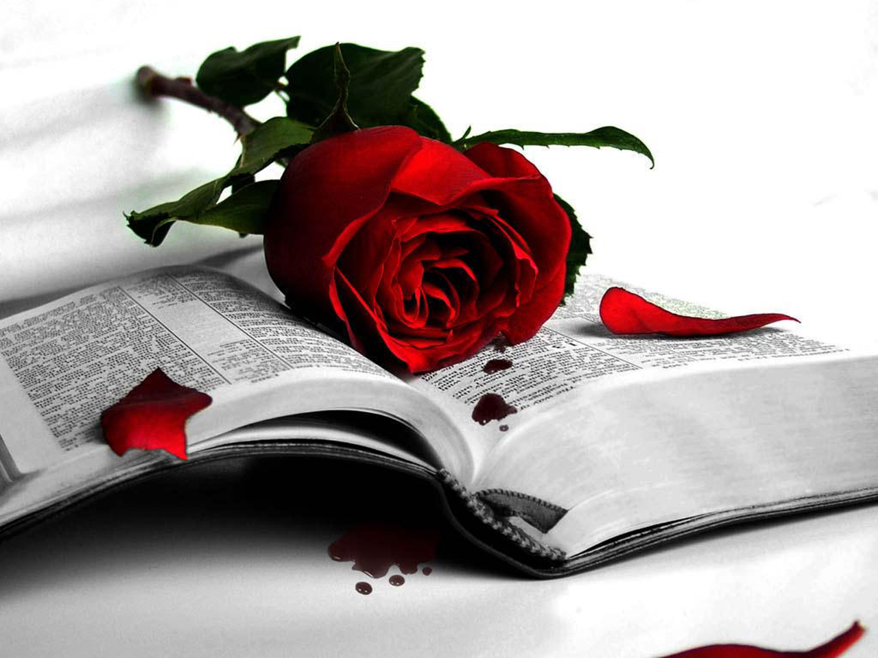 Wonderful Love Me Red Rose Wallpaper