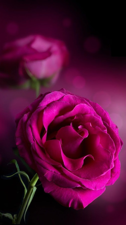 Bouquet of pink roses on dark background Top view 7517914 Stock Photo at  Vecteezy