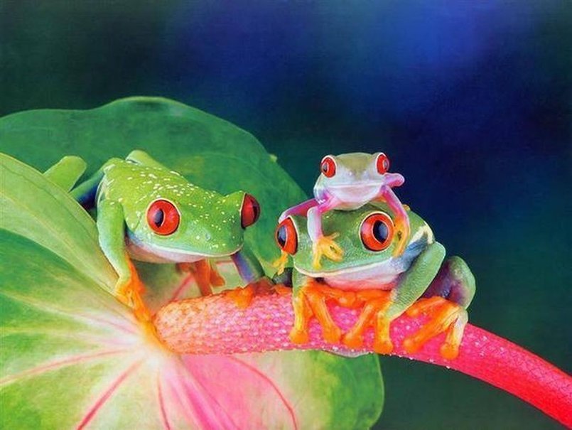Cute Frogs Wallpaper