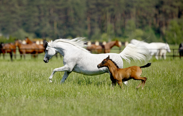 spring field grass summer horses wallpapers photos pictures