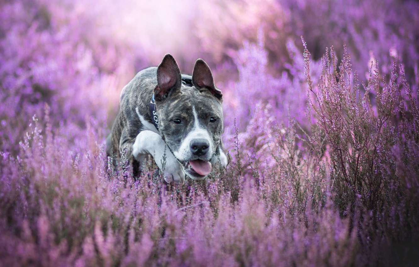 Wallpaper Dog Bokeh Heather American Staffordshire Terrier