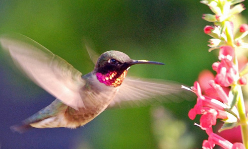 Beautiful Humming Bird Hovering To A Flower Trying Get Some Sweet