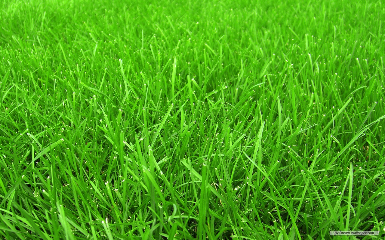 Grass wallpaper grass cloth wallpaper grass paper wallpaper 1280x800