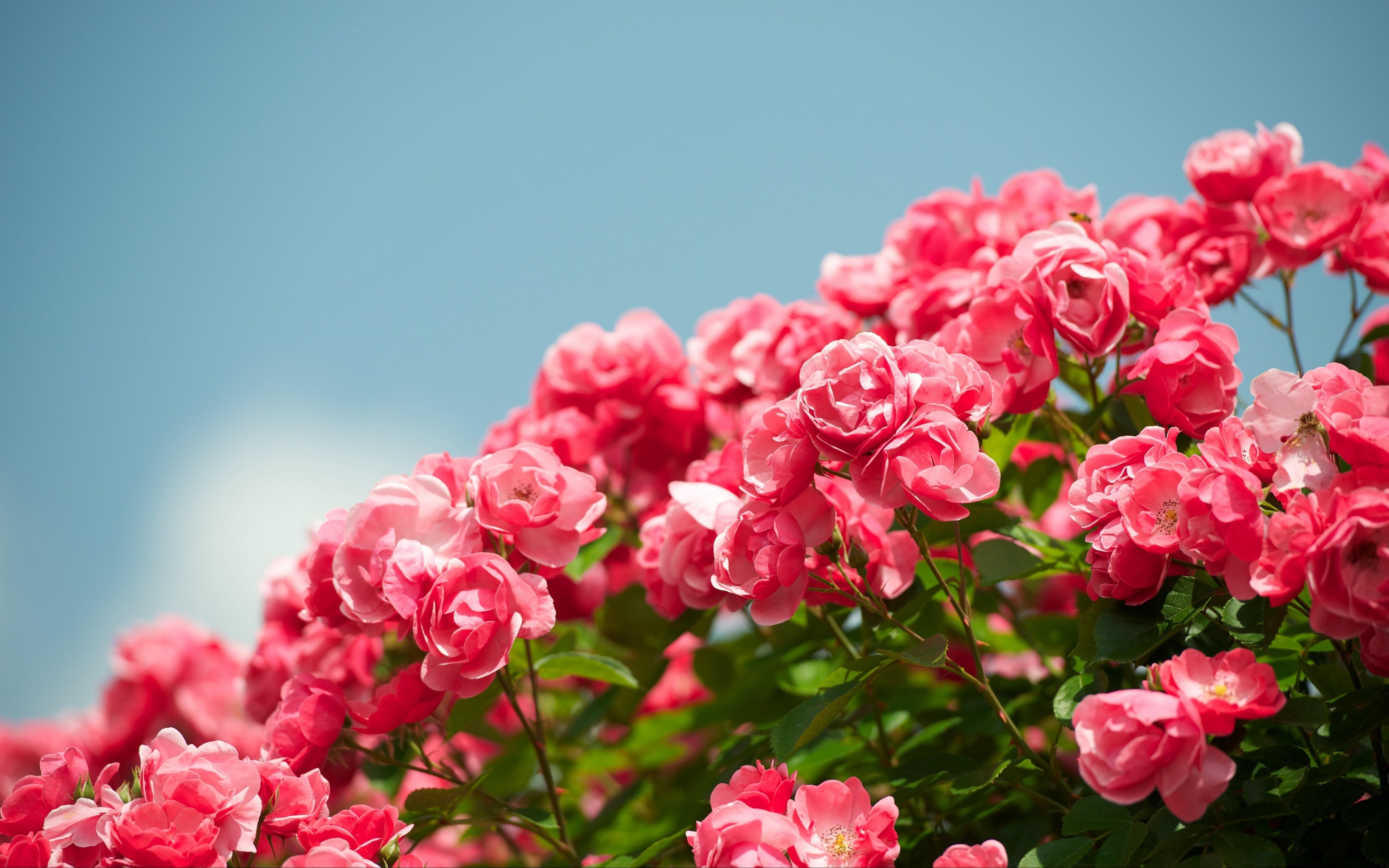 Vibrant pink rose bush against a clear blue sky