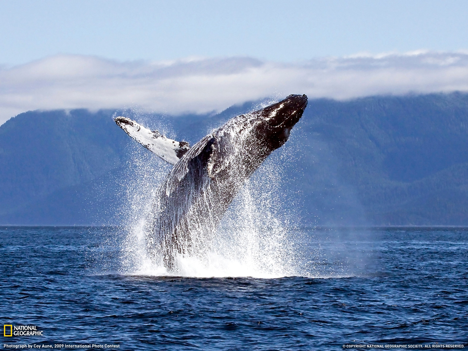 Humpback Whale Photo Animals Wallpaper National
