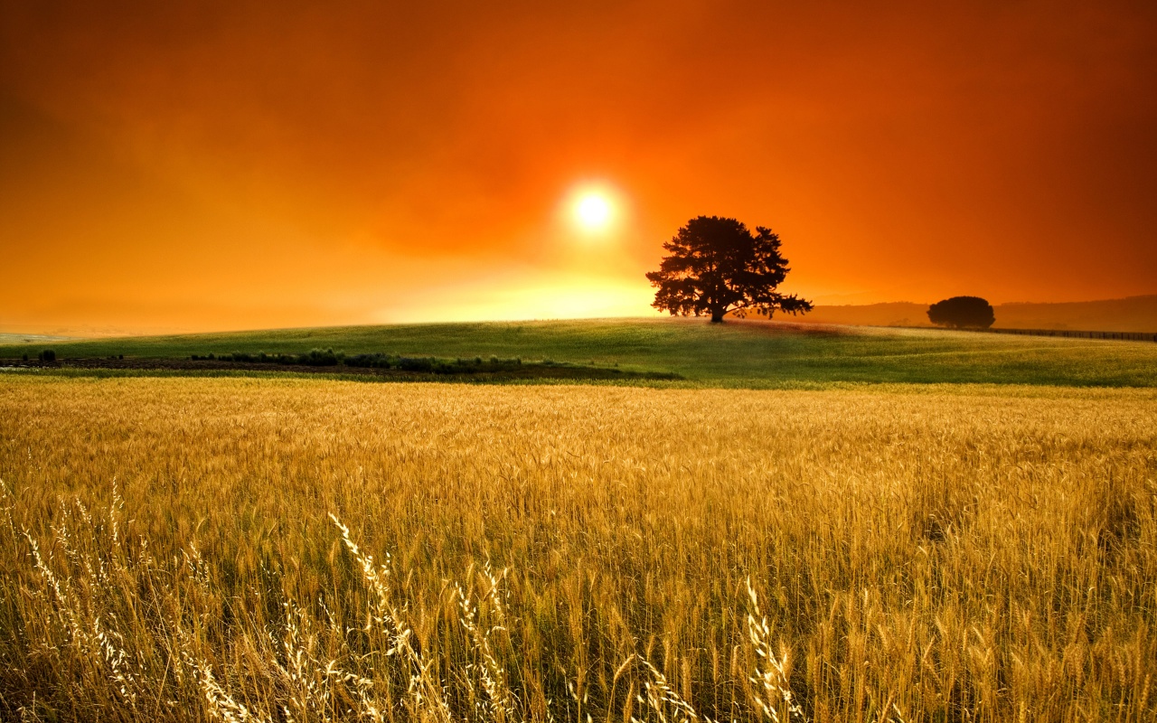 Sunny Day HD Nature Widescreen Wallpaper