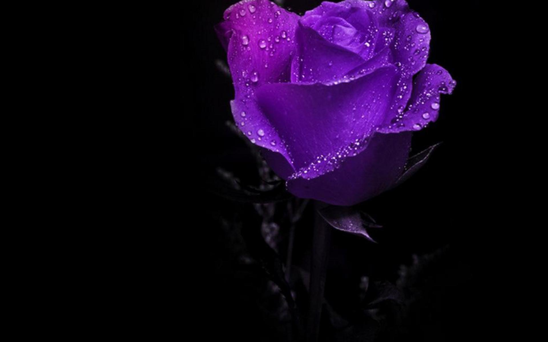 Purple Roses Photo Wallpaper High Definition Quality