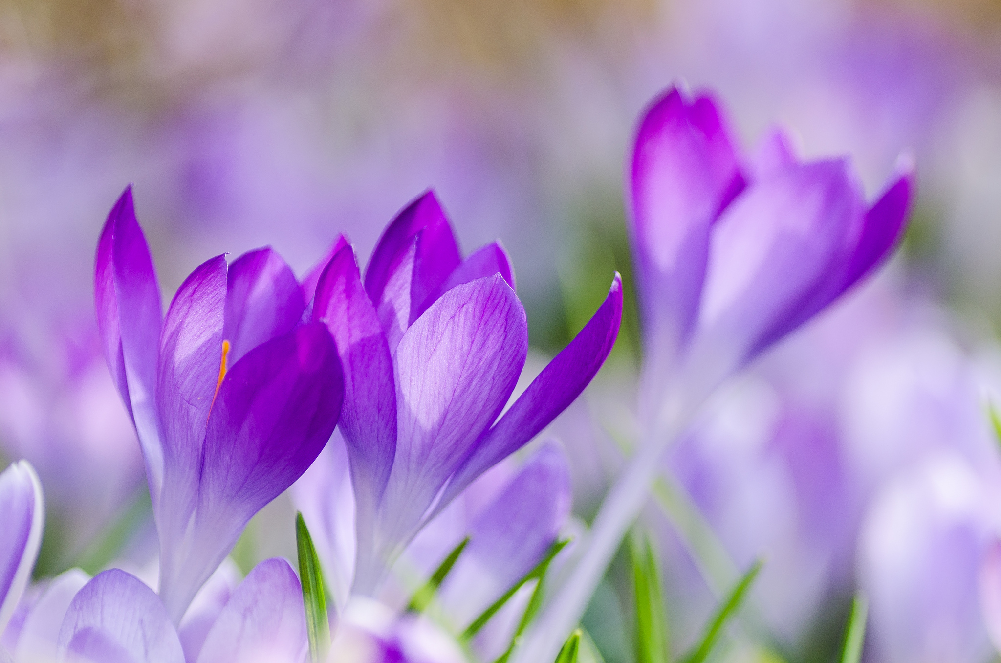 Wallpaper crocus lilac purple flowers petals grass spring macro