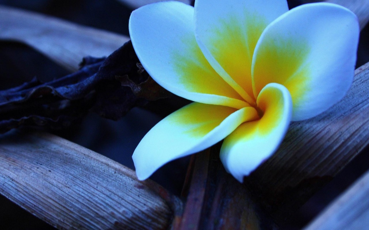 Plumeria Wallpaper HD Desktop 4k